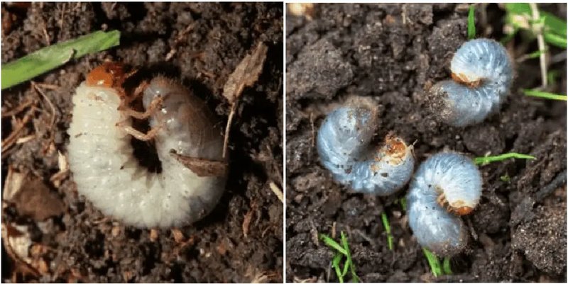 How To Identify Grub Worms In Soil And Turf