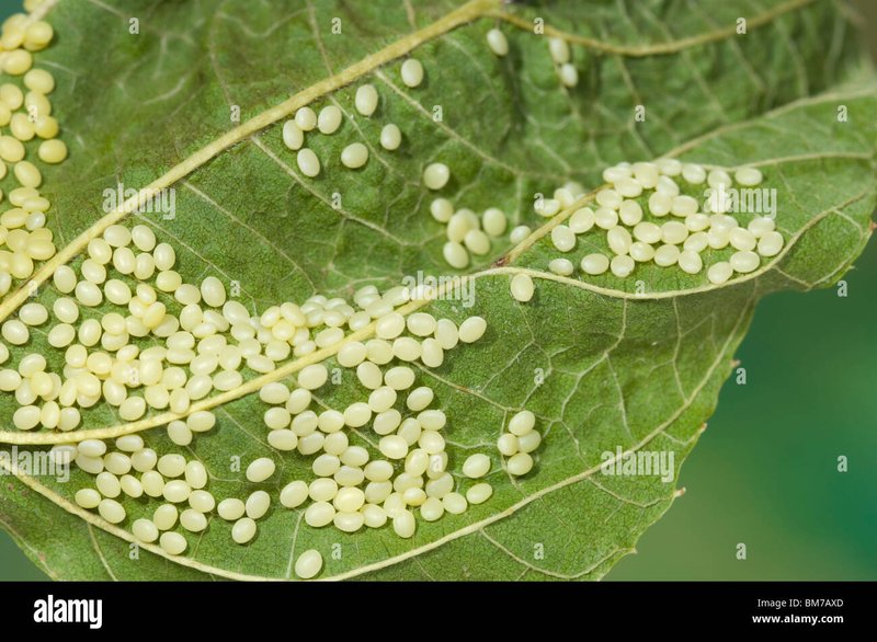 How To Identify Healthy Silkworm Eggs