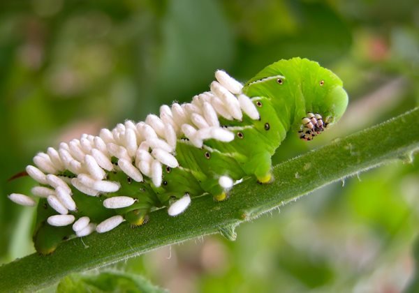 How To Identify Hornworm Eggs On Leaves