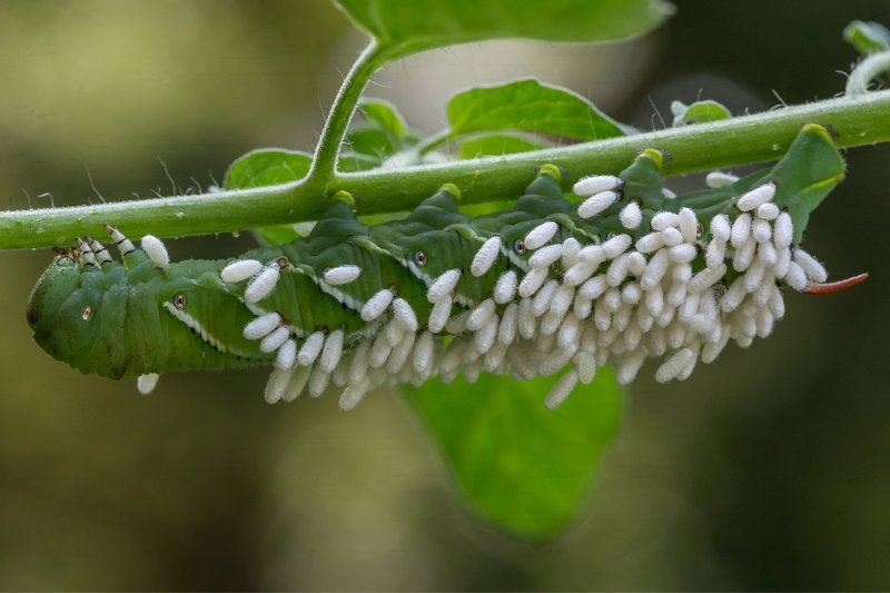 How To Identify Hornworm Eggs On Leaves