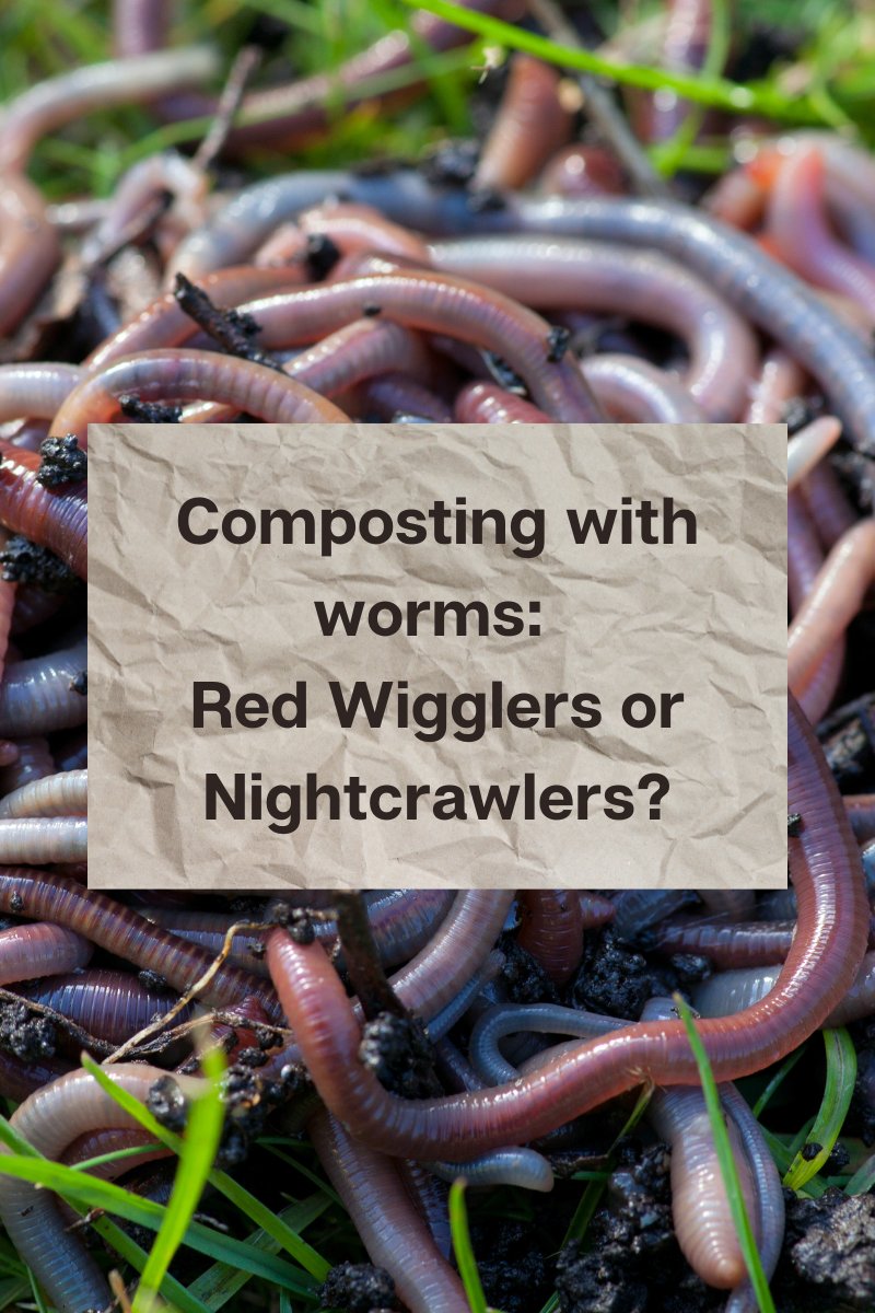 How To Identify Red Wigglers Vs. Nightcrawlers