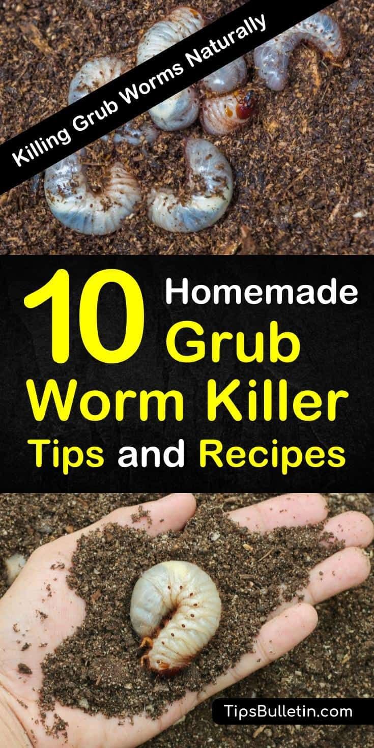 How To Kill Grub Worms Naturally With Beneficial Fungi