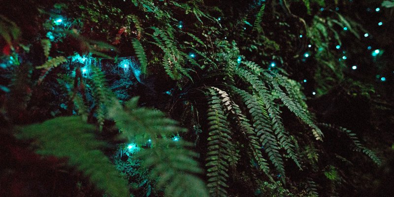 How To Map Glow Worm Populations In Forest Trails