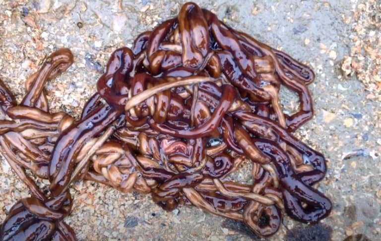 How To Observe Bootlace Worms Safely In Tide Pools