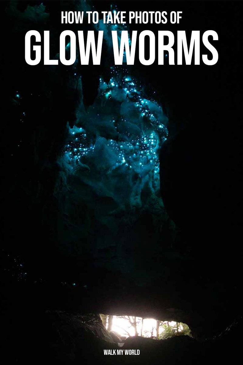 How To Photograph Glow Worms Without Flash