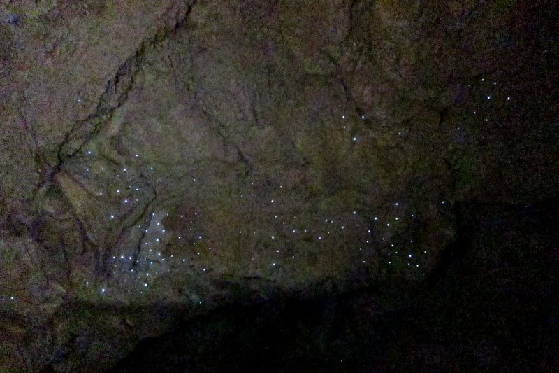 How To Photograph Glow Worms Without Flash