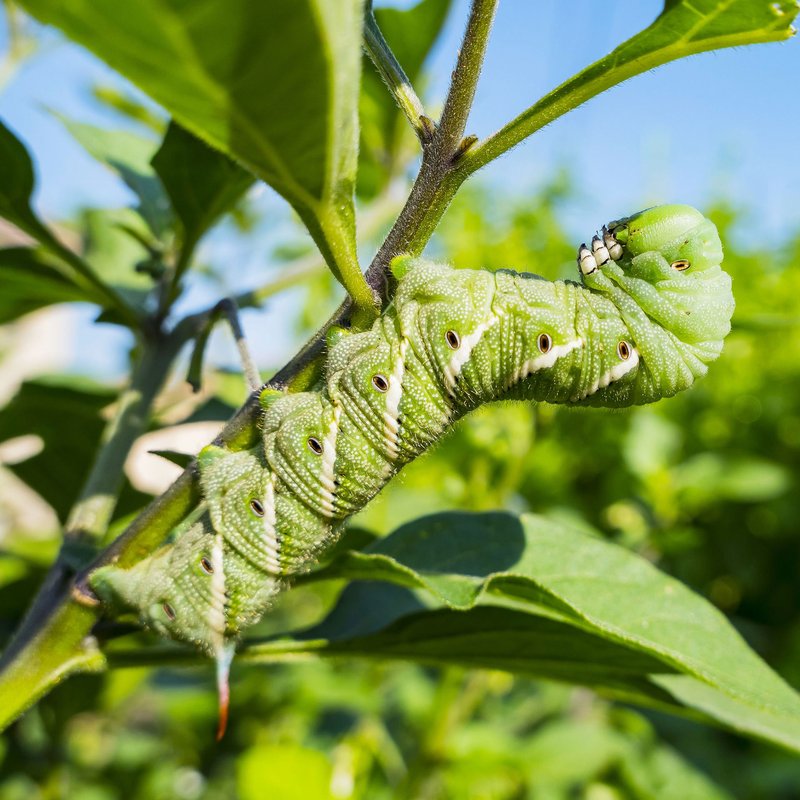 How To Prepare For Hornworm Season In Your Area