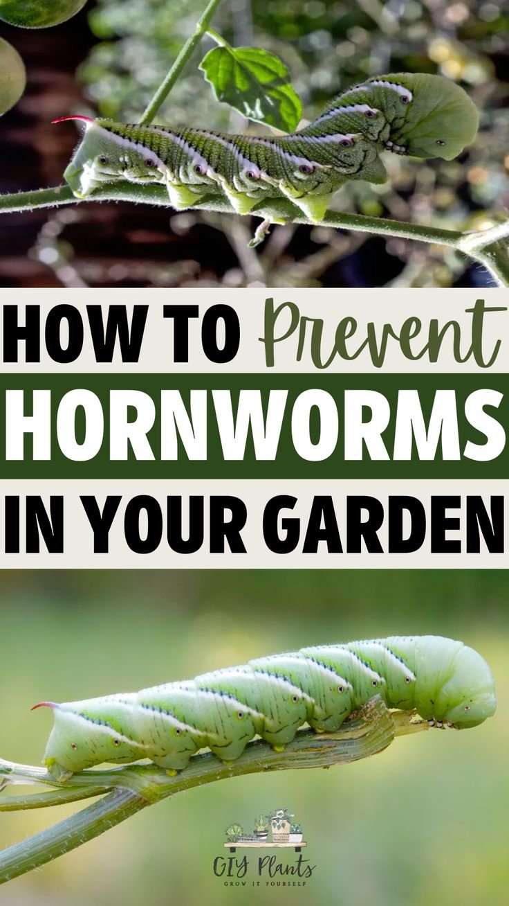 How To Prepare For Hornworm Season In Your Area