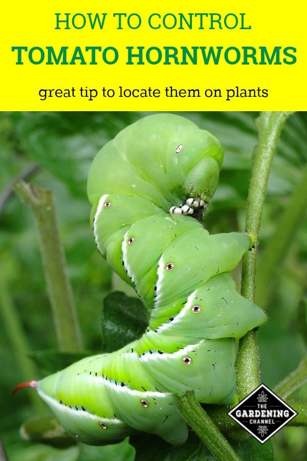 How To Prepare For Hornworm Season In Your Area