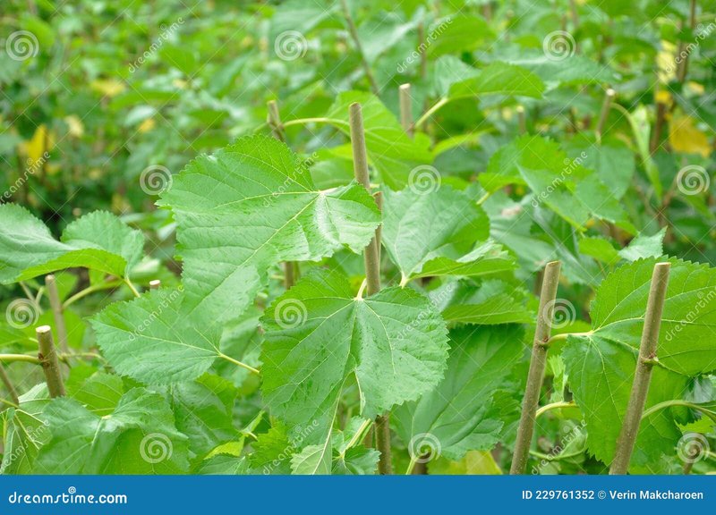 How To Prepare Mulberry Leaves For Silkworm Feeding