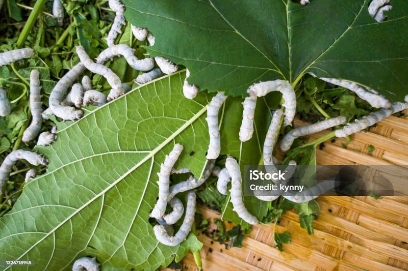 How To Prepare Mulberry Leaves For Silkworm Feeding