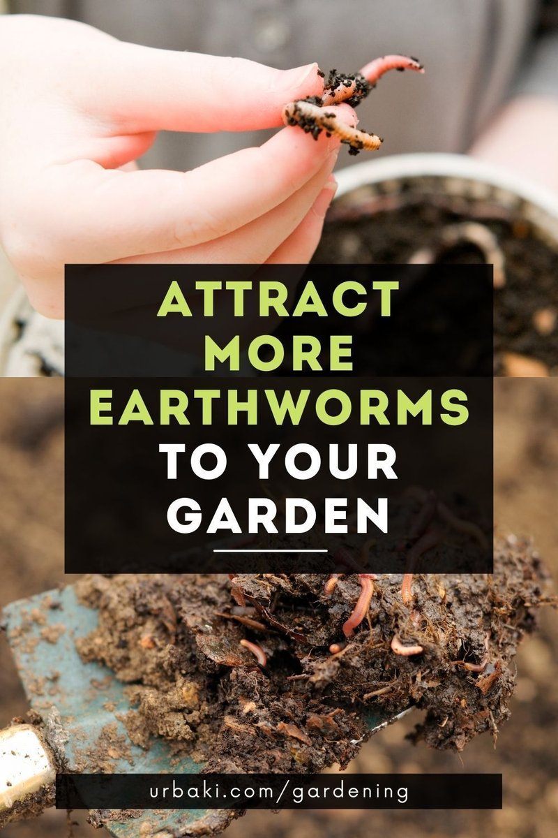 How To Protect Earthworms During Garden Cleanup