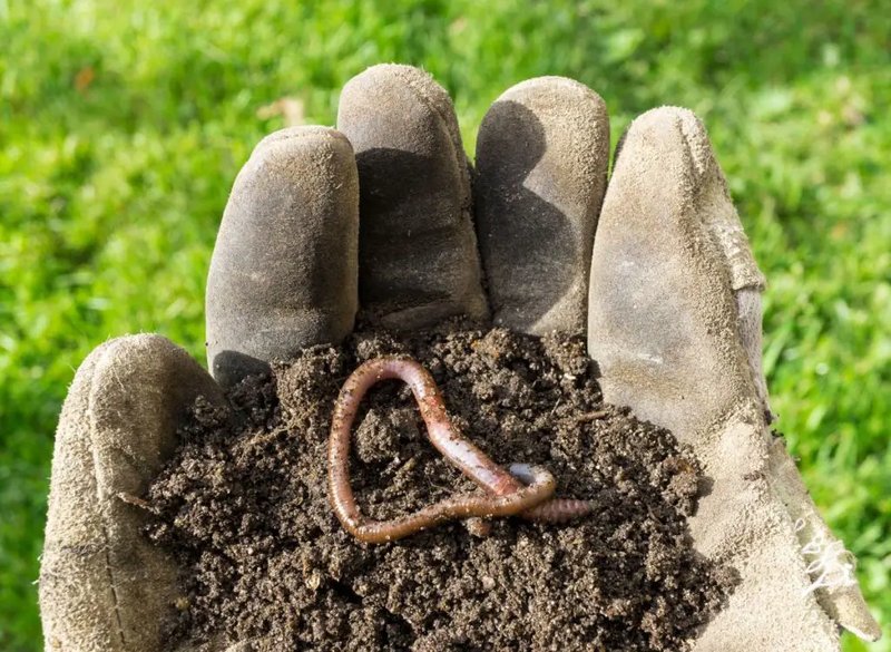 How To Protect Earthworms During Garden Cleanup