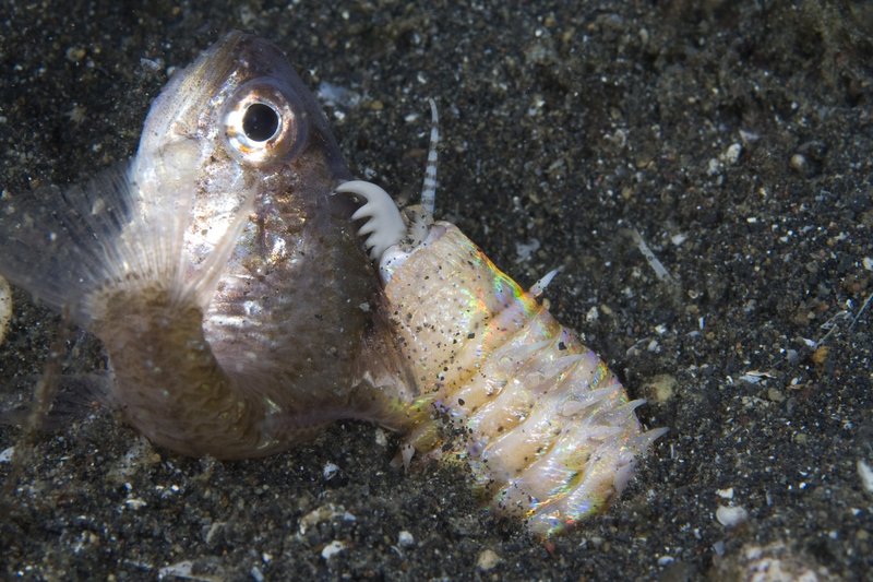 How To Protect Small Fish From Bobbit Worm Predation