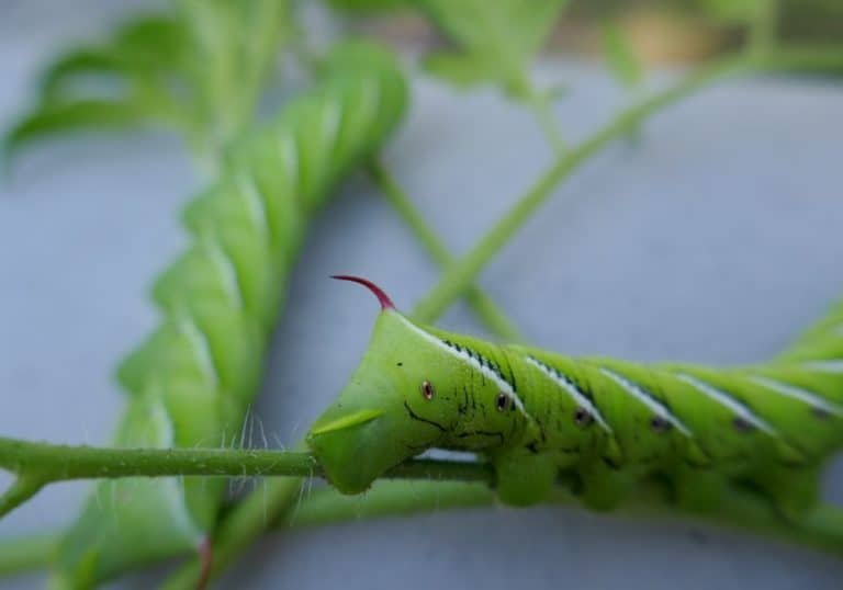 How To Quarantine Hornworms For Feeding Use