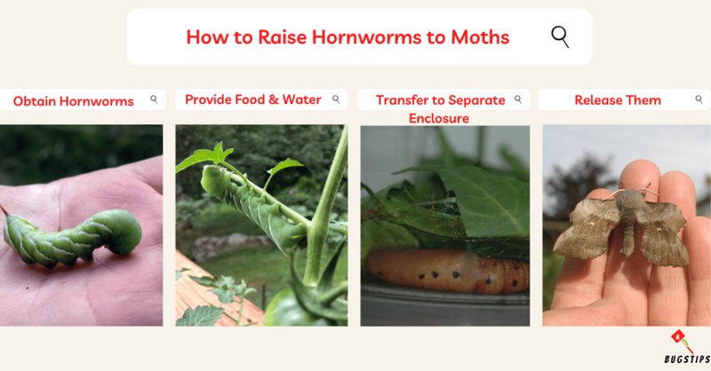 How To Raise Hornworms For Science Projects