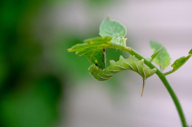 How To Raise Hornworms For Science Projects