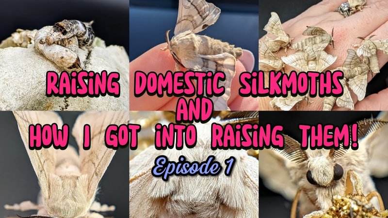 How To Raise Hornworms For Science Projects