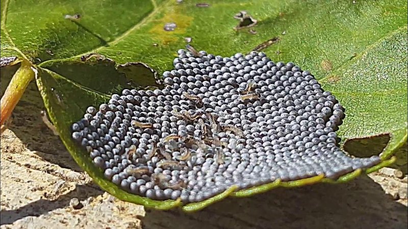 How To Raise Inchworms From Eggs To Adults