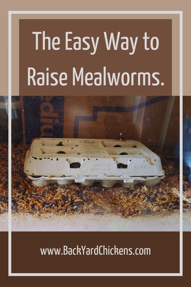 How To Raise Inchworms From Eggs To Adults