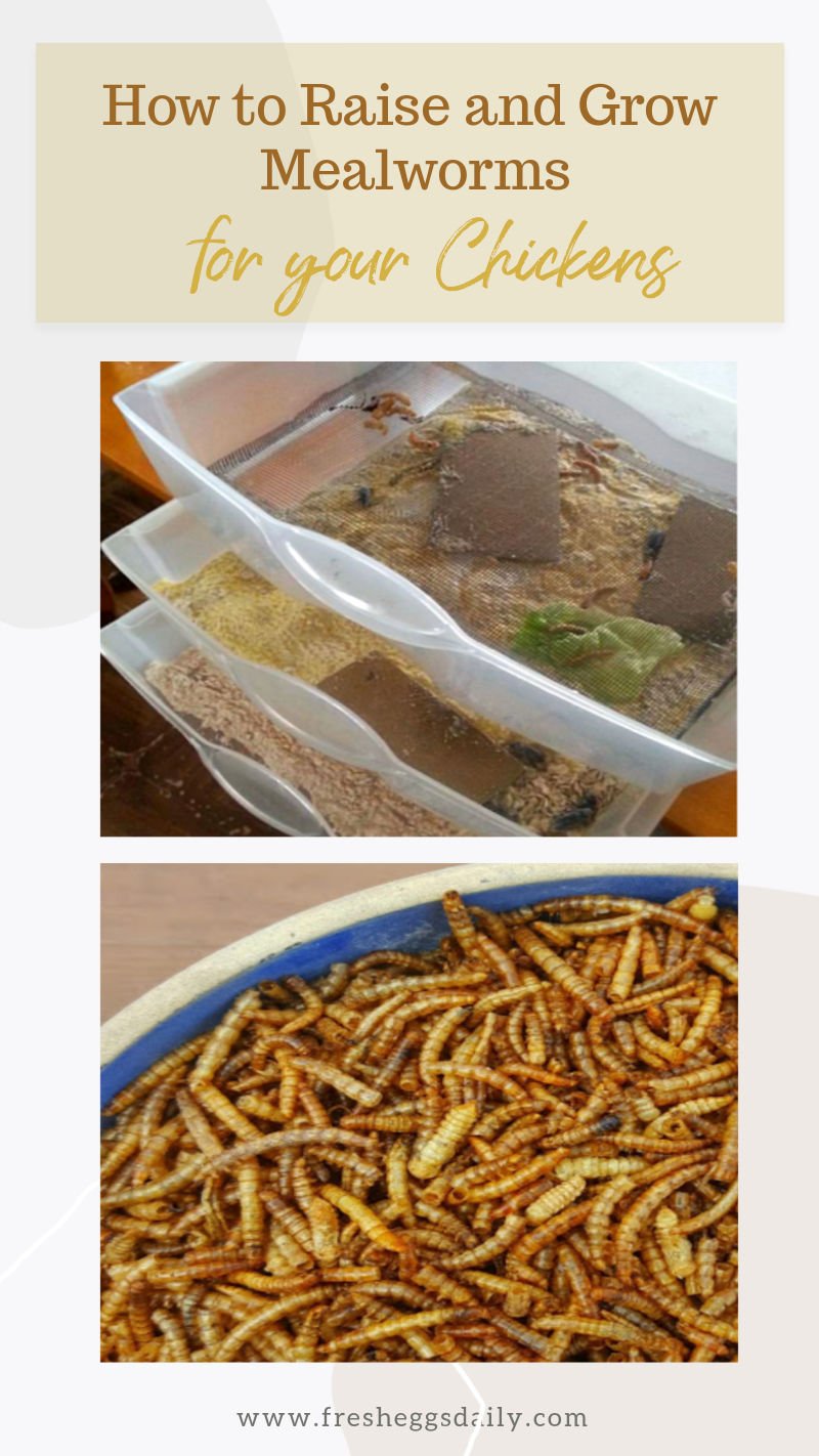 How To Raise Inchworms From Eggs To Adults