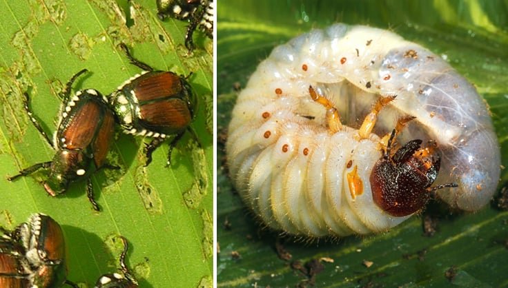 How To Recognize Japanese Beetle Grubs Vs. Others