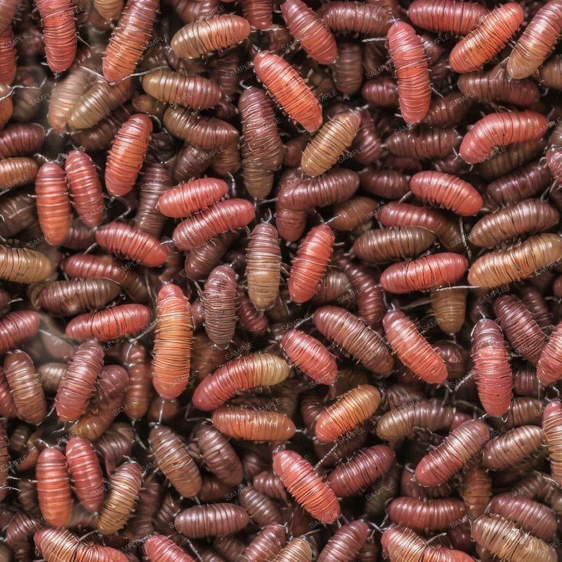 How To Recognize Japanese Beetle Grubs Vs. Others