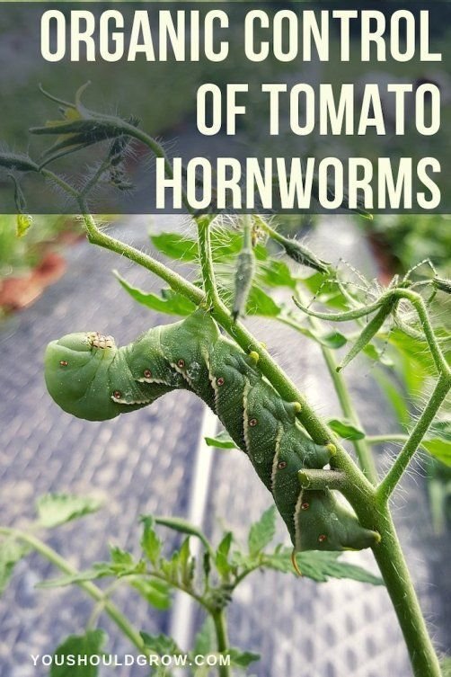 How To Remove Hornworms Without Chemicals