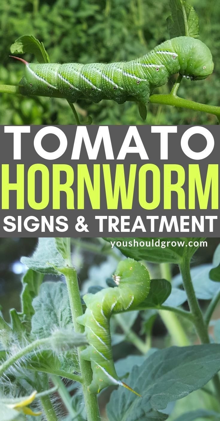 How To Remove Hornworms Without Chemicals