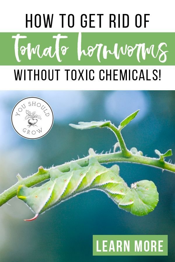 How To Remove Hornworms Without Chemicals