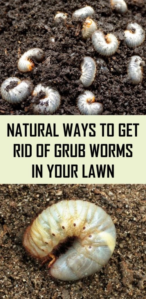 How To Safely Remove Grub Worms From Garden Soil