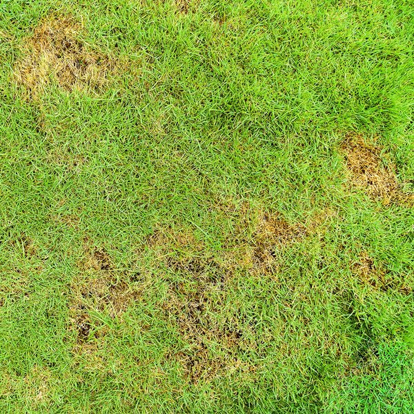 How To Spot Grub Worms Before Lawn Damage Appears
