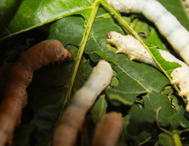 How To Start A Silkworm Breeding Club In Schools