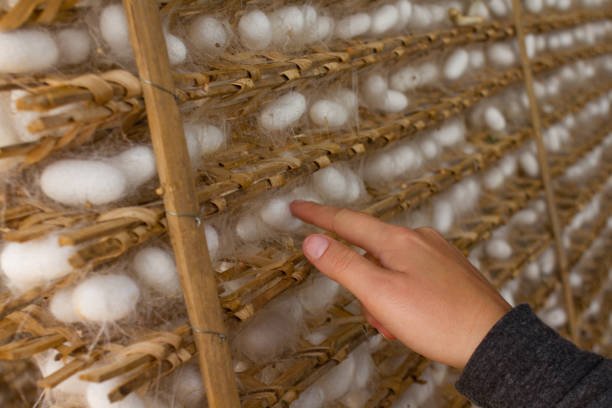 How To Start A Silkworm Breeding Club In Schools
