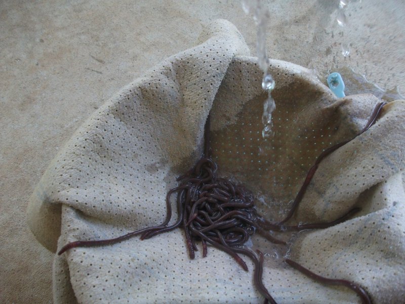 How To Sterilize Live Rock Suspected Of Worm Infestation