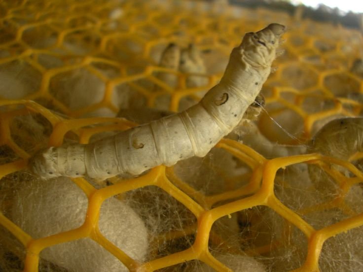 How To Transport Silkworms Safely Over Long Distances