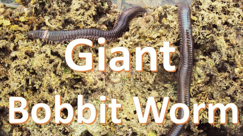 How To Trap And Remove Bobbit Worms From Live Rock
