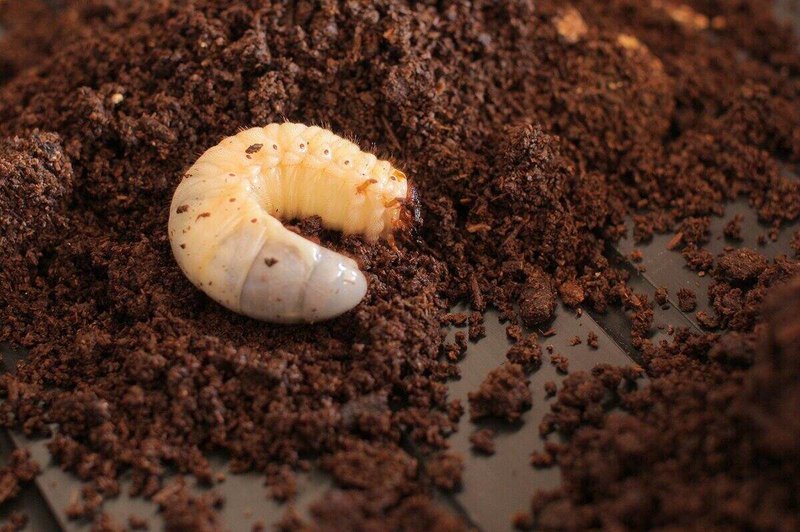 How To Use Milky Spore For Long-Term Grub Control