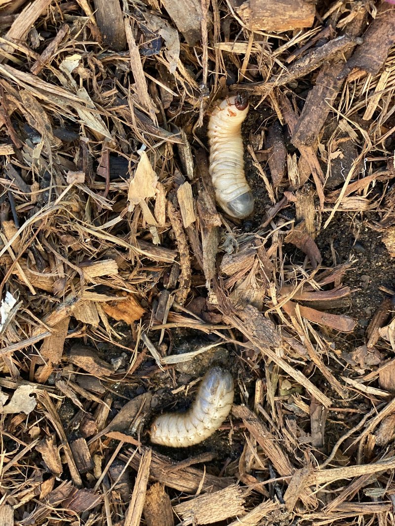 How To Use Milky Spore For Long-Term Grub Control