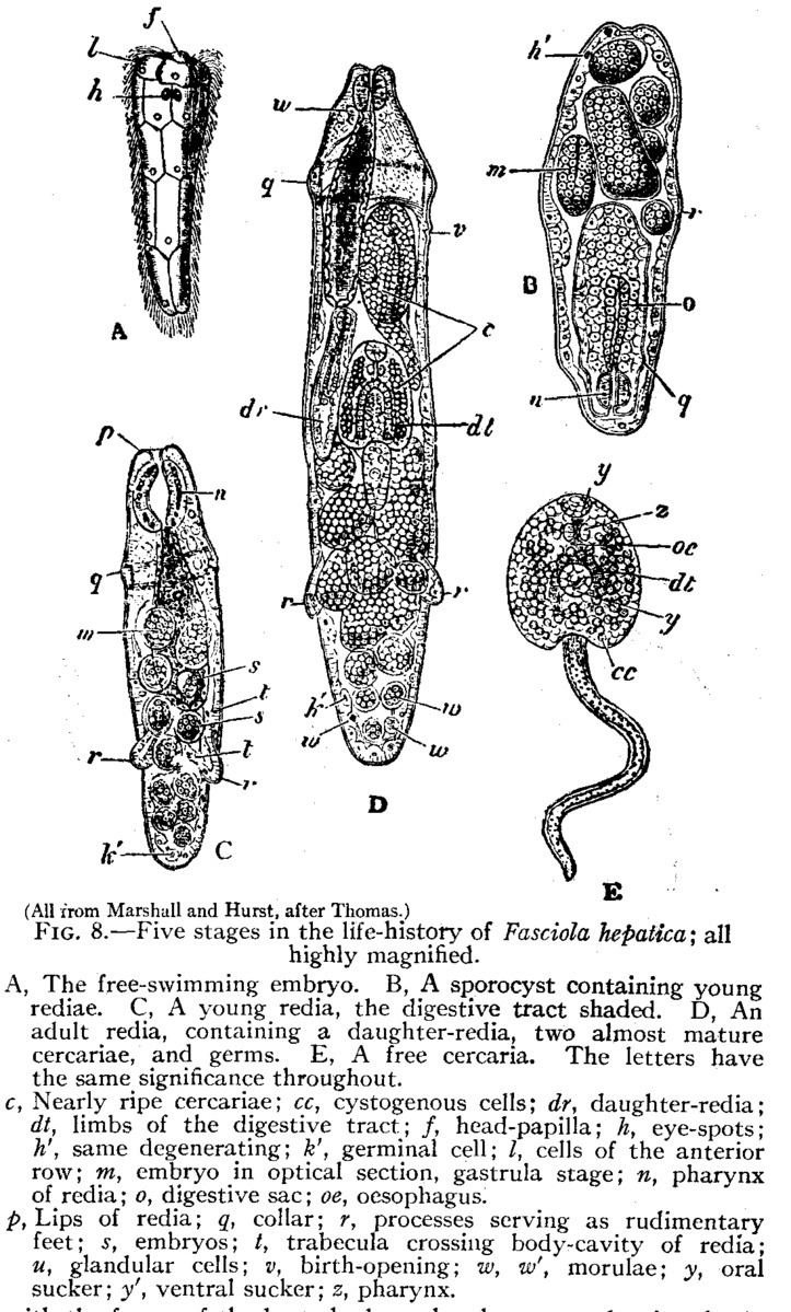 How Trematode Interacts With Other Microfauna In Its Ecosystem