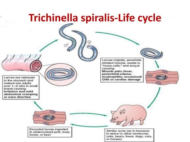 How Trichinella Spiralis Interacts With Other Microfauna In Its Ecosystem