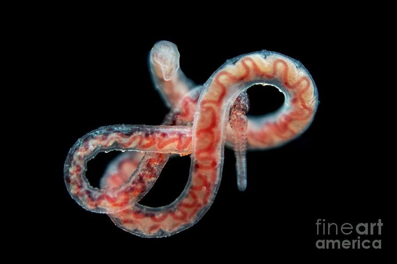 How Tubifex Worm Interacts With Other Microfauna In Its Ecosystem