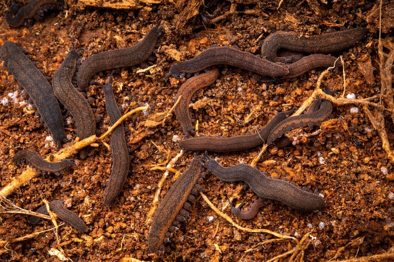 How Velvet Worms Are Studied In The Wild