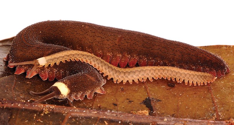 How Velvet Worms Are Studied In The Wild