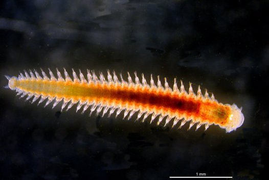 How Velvet Worms Are Studied In The Wild