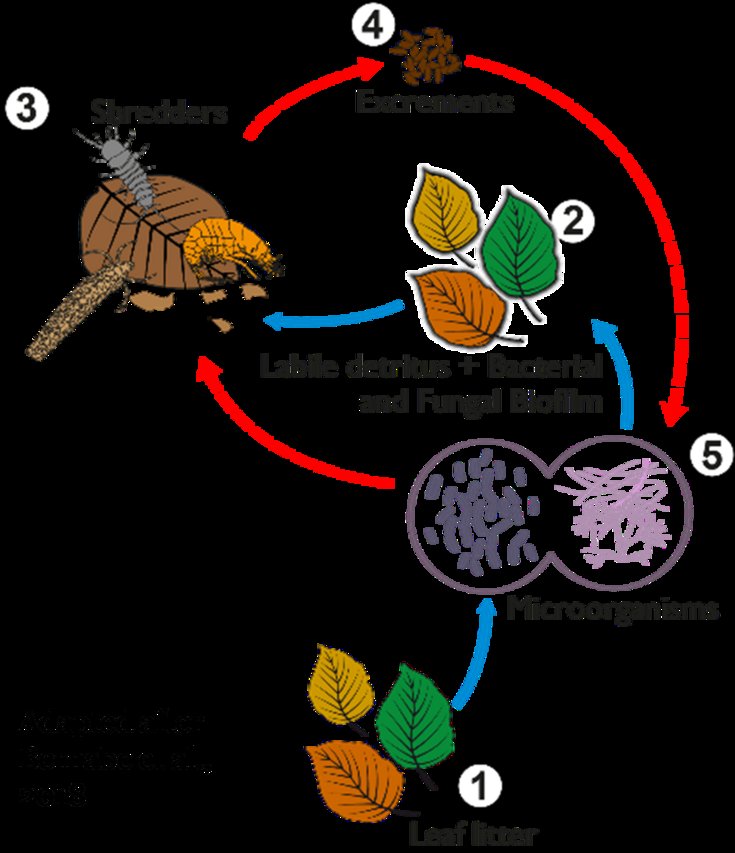 How Velvet Worms Contribute To Leaf Litter Decomposition