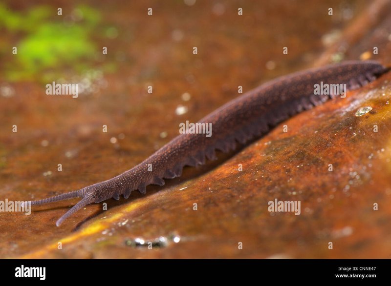 How Velvet Worms Contribute To Leaf Litter Decomposition