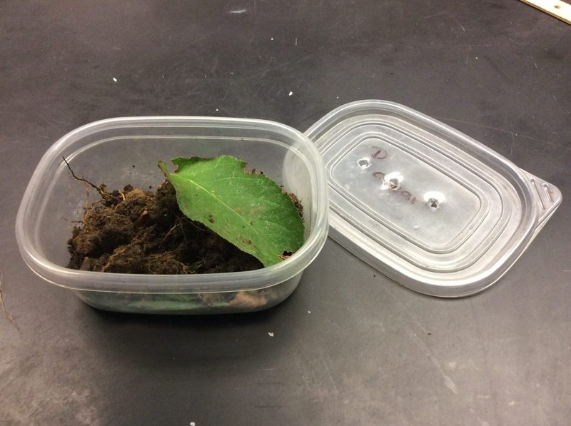How Velvet Worms Contribute To Leaf Litter Decomposition