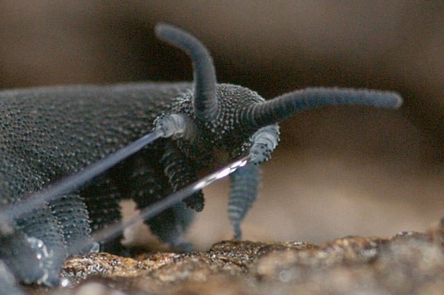 How Velvet Worms Detect Prey In The Dark