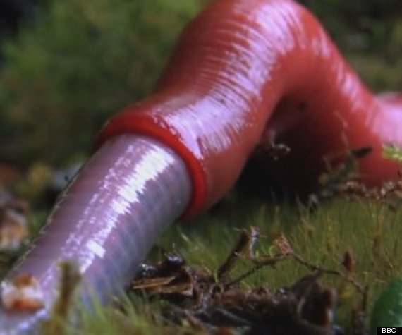 How Velvet Worms Digest Prey After Capture
